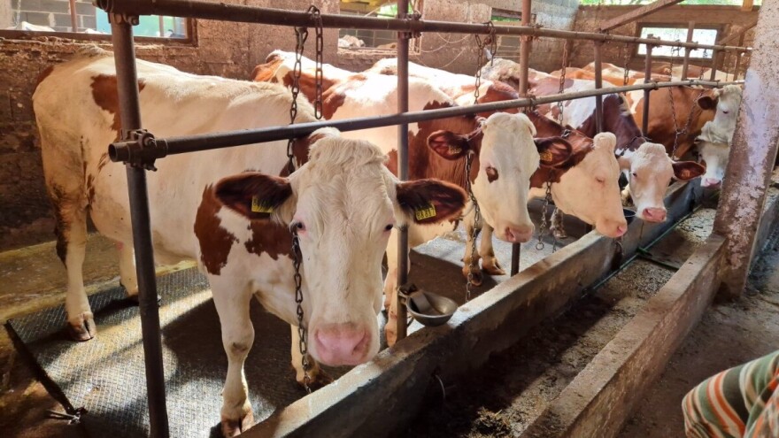 Zaražene krave još na farmi: "Već 15 dana prosipam po 800 litara mlijeka"