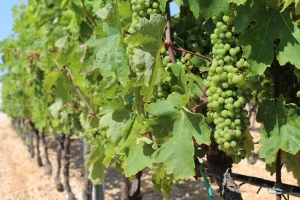 Vinari i vinogradari na Pelješcu s ministricom o pomoći sektoru