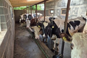 Agonija farmera iz Vogošće još traje: "Supruga zaražena brucelozom, strah me za djecu"