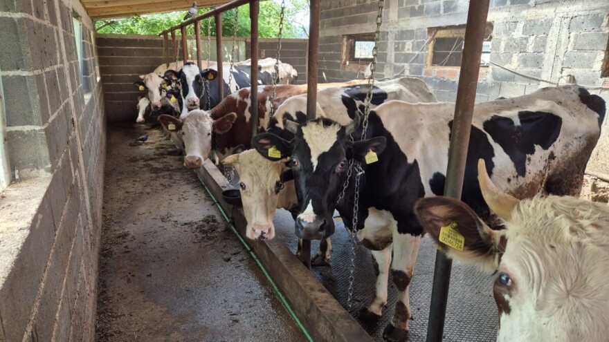 Agonija farmera iz Vogošće još traje: "Supruga zaražena brucelozom, strah me za djecu"