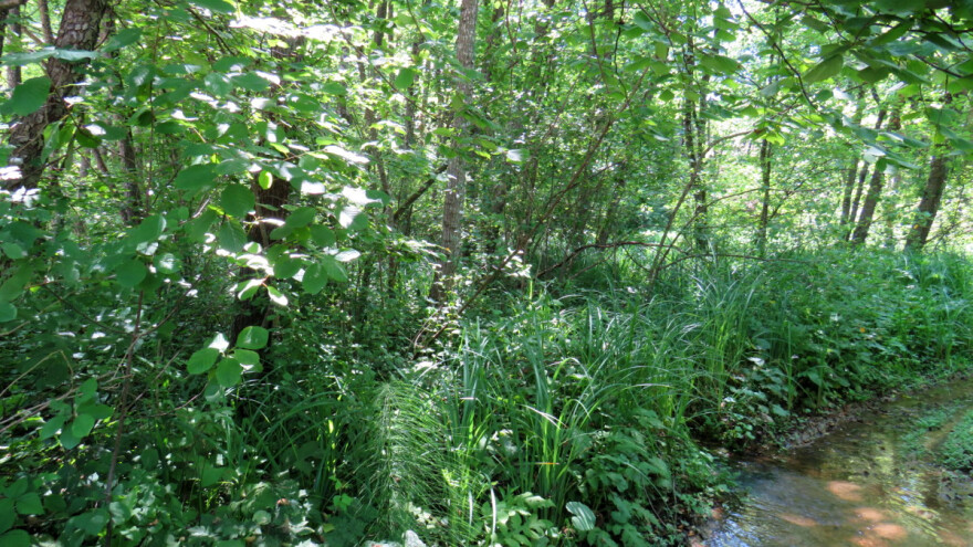 Šume prekrivaju trećinu površine Zemlje - o njima ovisi naša budućnost