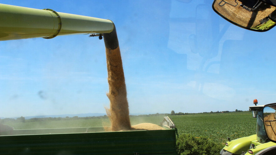 Berze žitarica: Kineske cene skaču u nebo - tona pšenice do 360 evra?