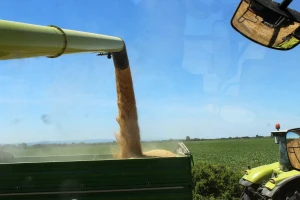 Burze žitarica: Kineske cijene skaču u nebo - tona pšenice do 360 eura?
