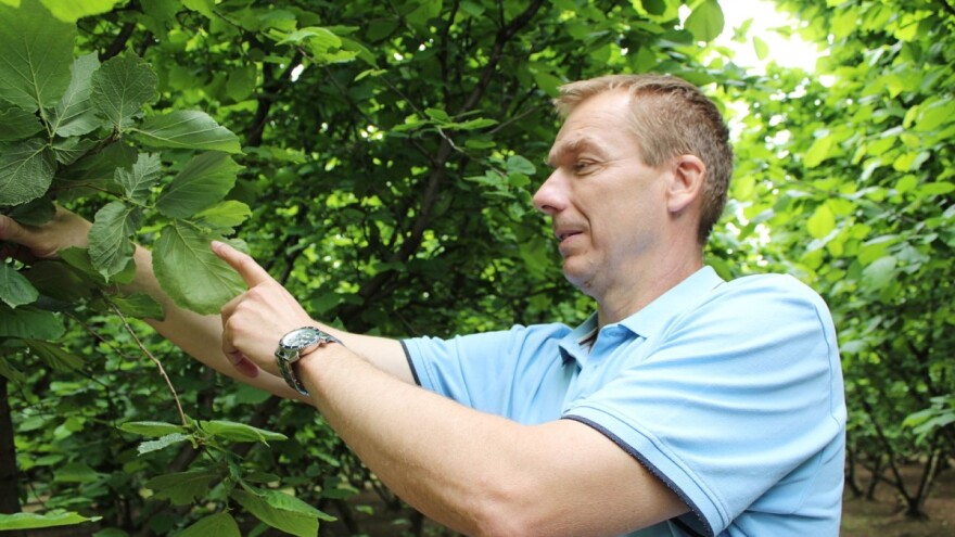 Domagoj Dropulić: Za dobre prinose lijeske mogu zahvaliti nadmorskoj visini