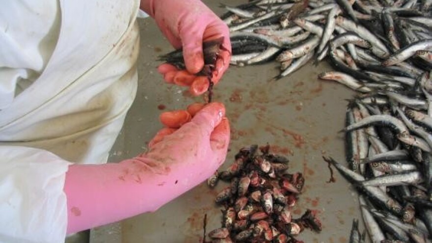 Oštrija borba protiv izlova