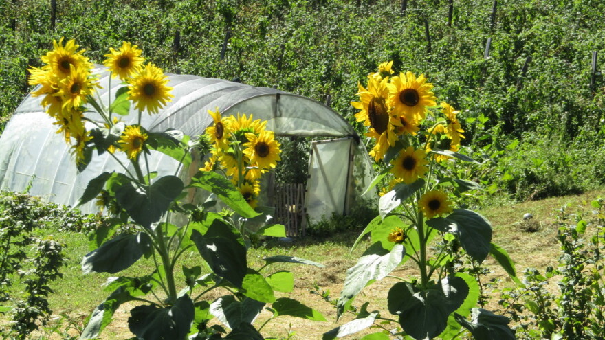 Kako se odlučiti šta je najbolje proizvoditi na gazdinstvu?