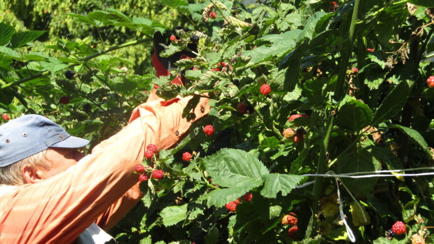 BDP u sektoru poljoprivrede u 2019. godini niži za 1,6 odsto