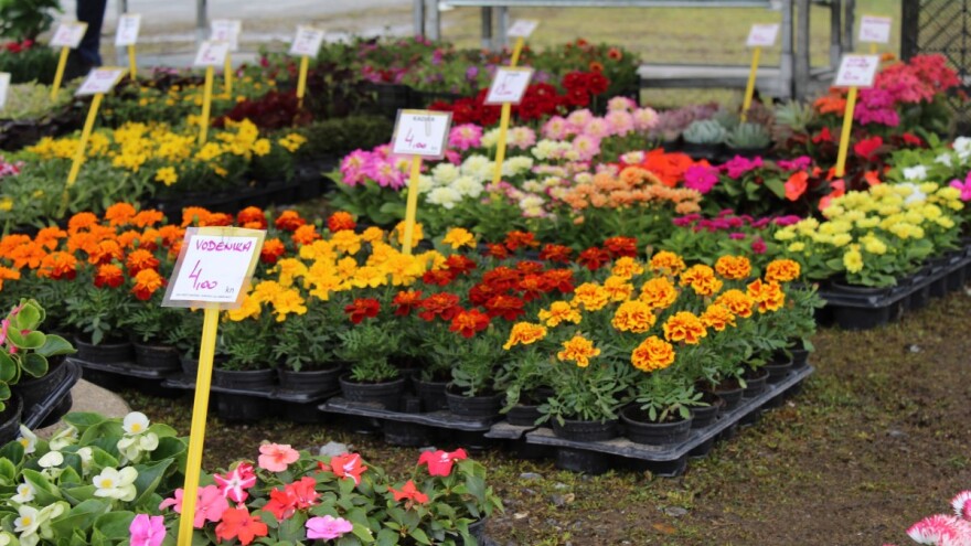 Na Proljetnom festivalu u Čepinu čeka vas 40 izlagača i bogat program