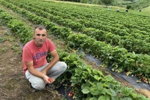 Alem Hodžić: Od pionira do lidera u uzgoju jagoda na 700 metara nadmorske visine