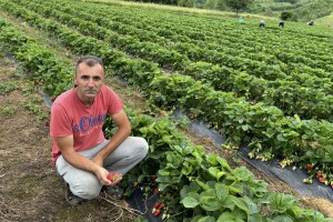 Alem Hodžić: Od pionira do lidera u uzgoju jagoda na 700 metara nadmorske visine