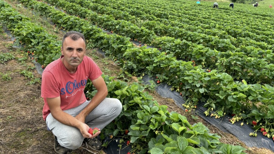 Alem Hodžić: Od pionira do lidera u uzgoju jagoda na 700 metara nadmorske visine