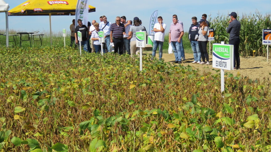 Na Danima polja soje Axereal predstavio i nove sorte - u prodaji od iduće godine