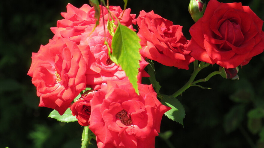 Ružine latice: Napravite sami blagotvorne i kozmetičke preparate