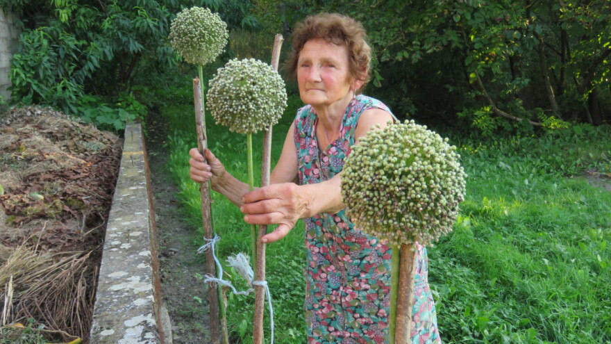 Ponekad sanjam veliku livadu punu divljih slatkih jagoda