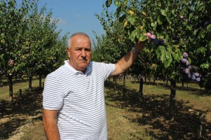 Raif Čolić: Ove smo godine mi diktirali cijenu šljive - išla je do 1 KM