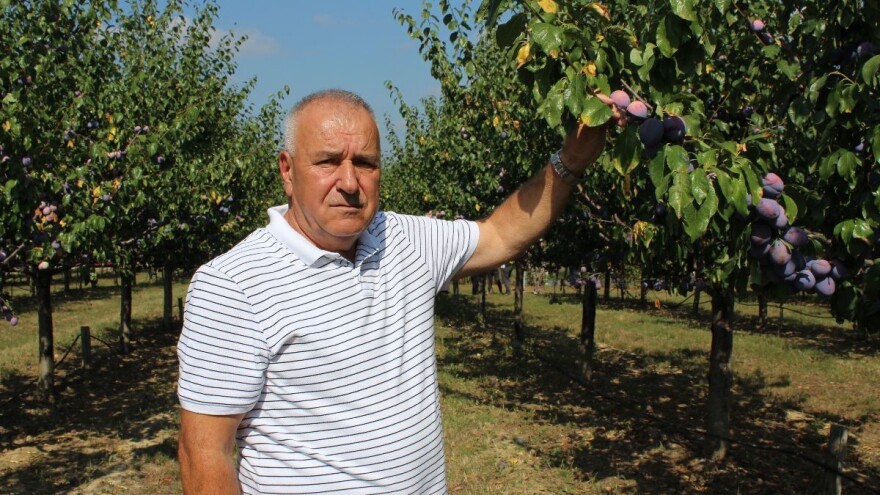 Raif Čolić: Ove smo godine mi diktirali cijenu šljive - išla je do 1 KM