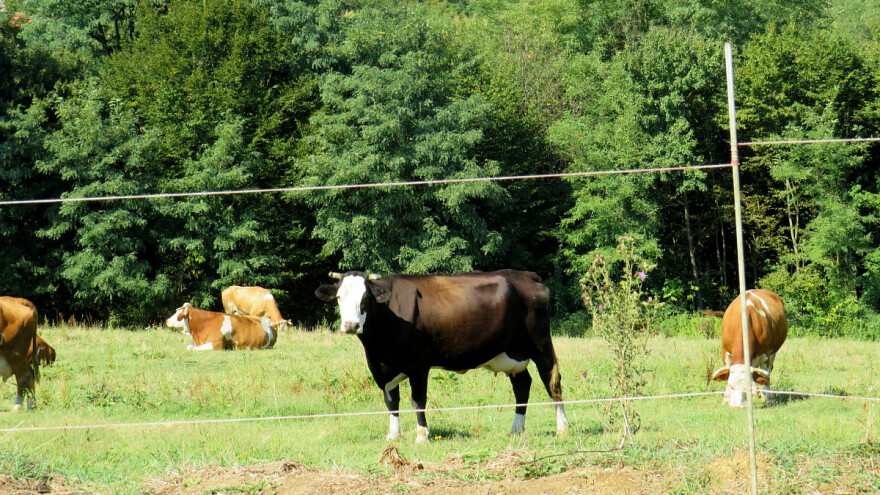 Visoke temperature negativno utiču na krave - šta možete napraviti?