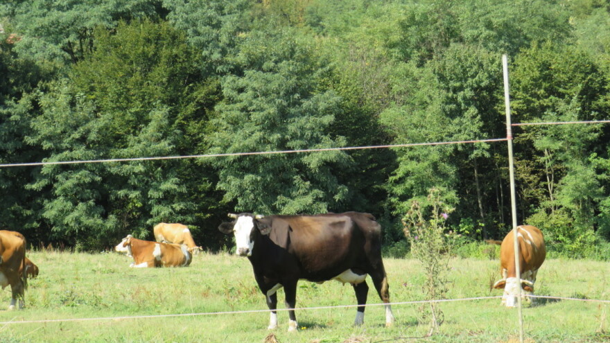 Europski parlament: Stočarstvo se neće uspoređivati s industrijom