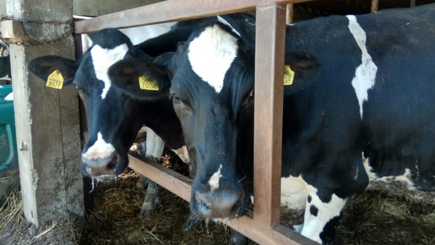 Mihaleki sa samo nekoliko radnika proizvedu oko 2 miliona litara mlijeka godišnje!