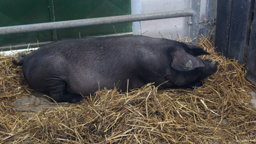 Svinja Gara prvakinja u kategoriji rasplodnih krmača pasmine crna slavonska
