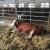 Dugovečnost muznih krava - iskustva i preporuke