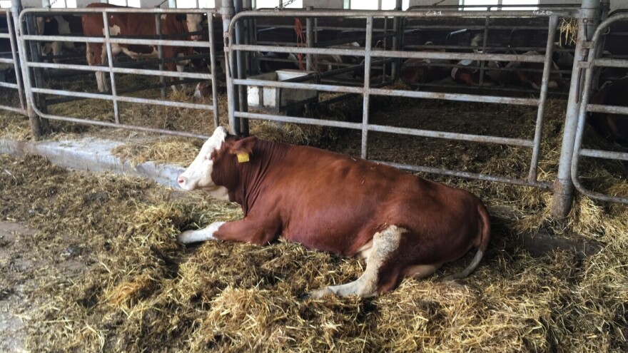 Dugovječnost muznih krava - iskustva i preporuke