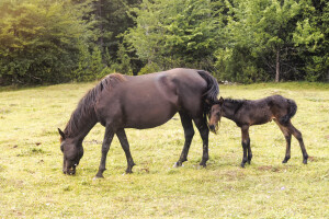 Divlji ili pitomi: Kobila Aska i pastuh Jelenko okupili ekipu Bosanskih brdskih konja