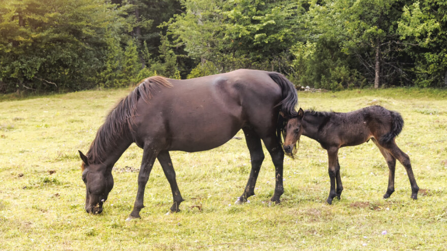 Divlji ili pitomi: Kobila Aska i pastuh Jelenko okupili ekipu Bosanskih brdskih konja