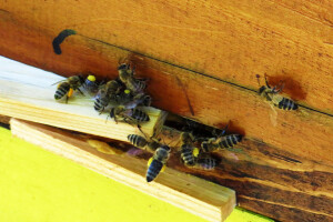 Svaki treći zalogaj kojega pojedemo stvoren je zahvaljujući pčelama