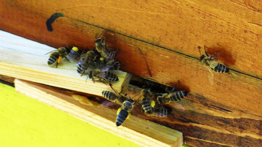 Svaki treći zalogaj kojega pojedemo stvoren je zahvaljujući pčelama
