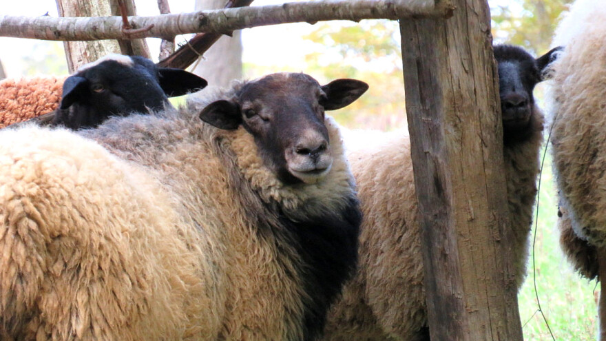 Koji su uslovi su potrebni za držanje ovaca?