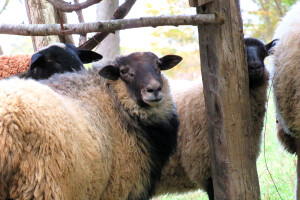 Koji su uvjeti potrebni za držanje ovaca?