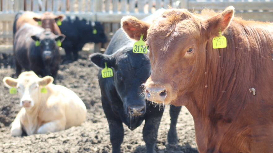 Raste izvoz kanadske junetine na tržište Europske unije