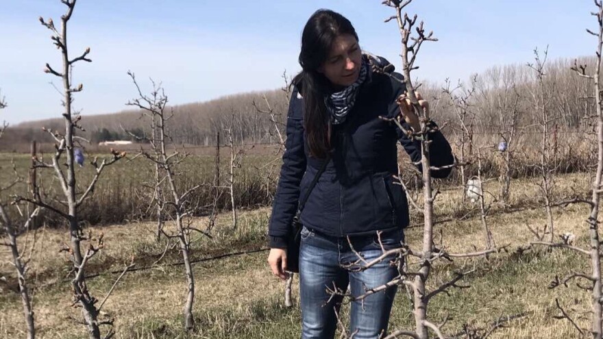 Kako spriječiti kovrdžavost lista breskve - bolest hladnih i kišnih proljeća?