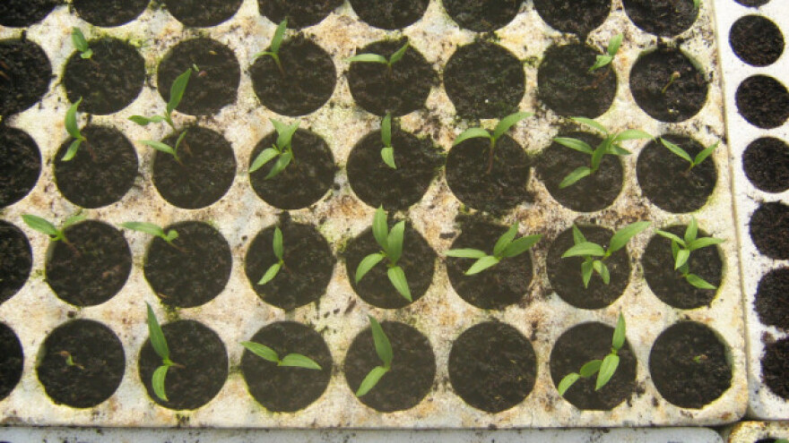 Kada započeti sjetvu presadnica?