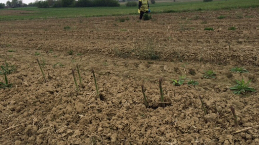 Od šparoge se živi i u bjelovarskom kraju