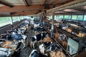 Slobodan način držanja mliječnih krava –  kako odabrati veličinu ležišta?