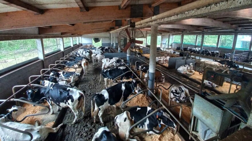 Slobodan način držanja mliječnih krava –  kako odabrati veličinu ležišta?