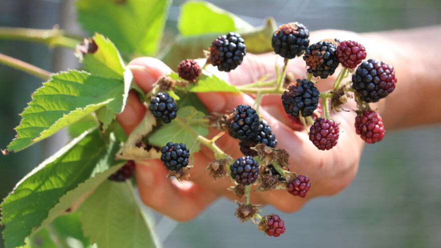 Suša odnijela 70 posto uroda kupine