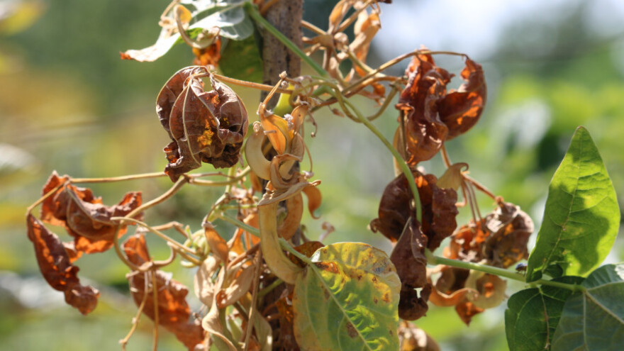 Suša uzrok prepolovljenog uroda mahuna penjačica