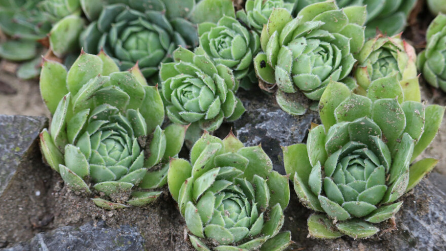 Olgine "bejbi čuvalice" zaštita su od mnogih bolesti