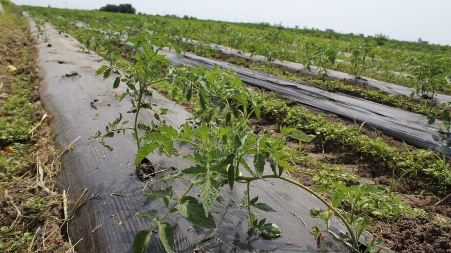 Što donosi Pravilnik za provedbu intervencije 73.02. Obnova poljoprivrednog potencijala?