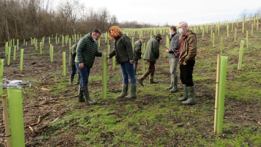 Obnova šuma na novogradiškom području, pomažu i sredstva Europske unije