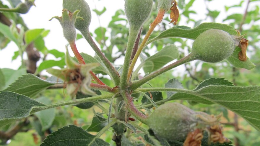 Efikasno proređivanje plodova jabuke sa Brevis SMART tehnologijom