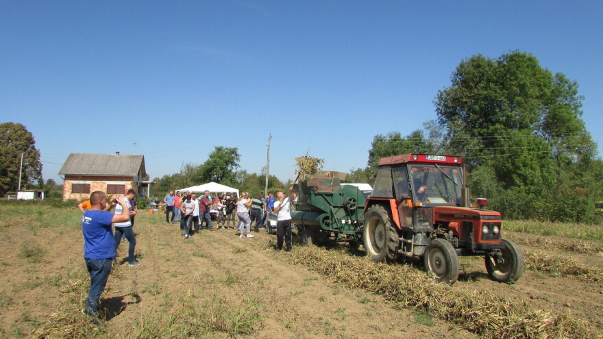 Zadruga Agronova: Naš pasulj je veoma kvalitetan i interesantan za restorane