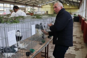 Priča o Caru i pomeranskom gušanu: "Svi me pitaju ima li zarade"