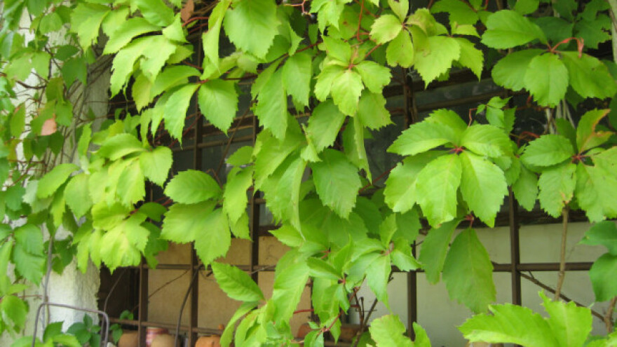 Jesenja zvijezda na fasadama