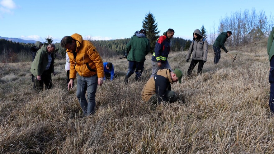Na Crnom vrhu zasađeno 1.450 sadnica smrče