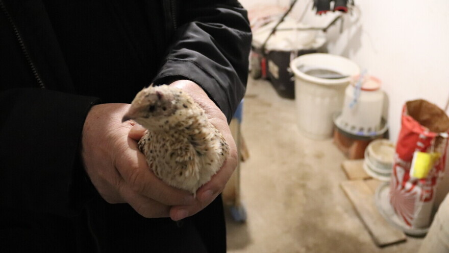 Jedno prepeličje, kao pet kokošijih jaja. Kako izgleda proizvodnja?