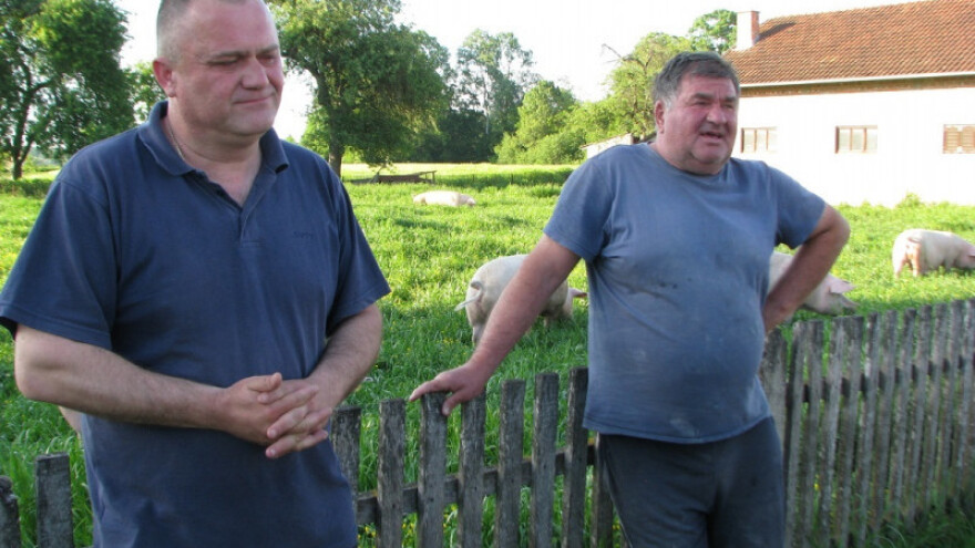 Rogolji šampioni u svinjogojstvu, folkloru i poljoprivredi